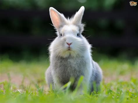 The Curse of the Rabbit's Wardrobe: How Bad Wear Can Haunt You